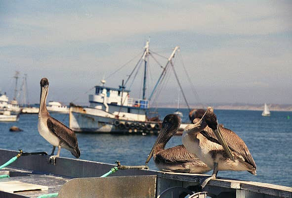 Fisherman's Wharf, Monterey