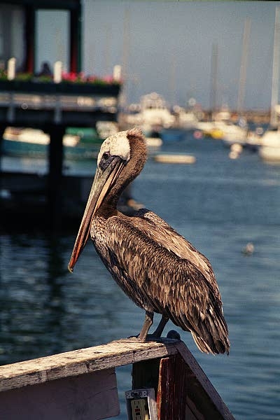 Fisherman's Wharf, Monterey