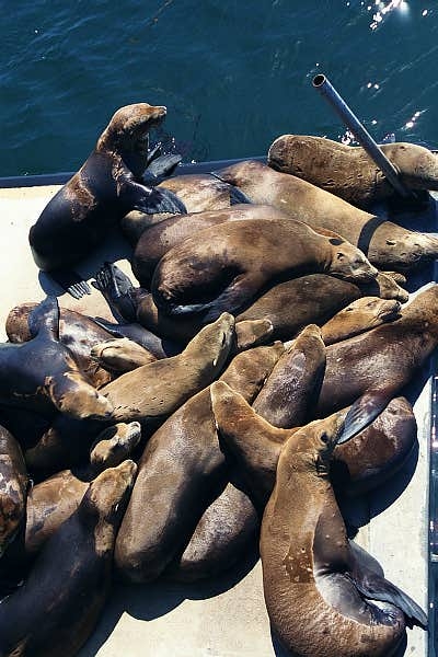 The harbor area is overrun with California sea lions