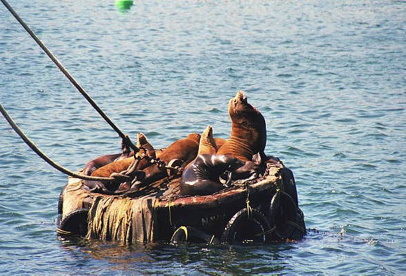 Sea Lions, Monterey