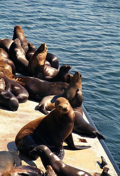 Sea Lions, Monterey