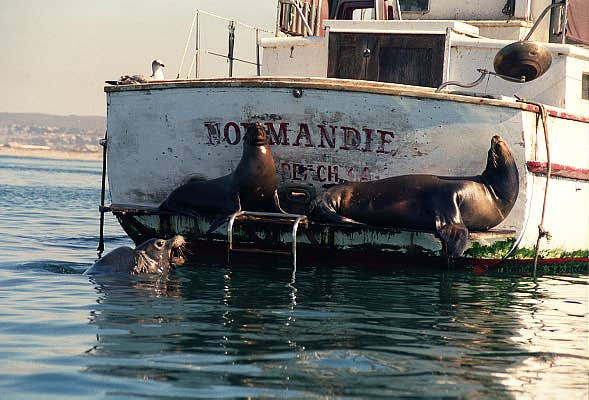 Sea lions have invaded Normandie