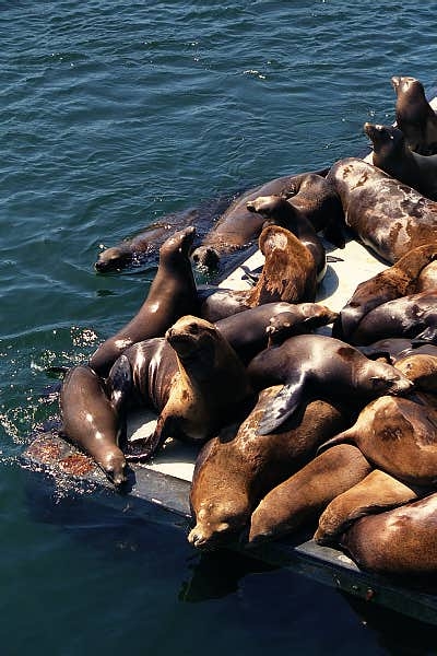 Sea Lions, Monterey