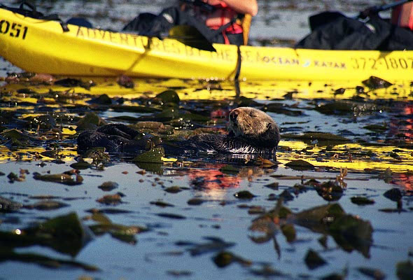 Kayaking is a good way to get to the kep beds to see the Sea Otters