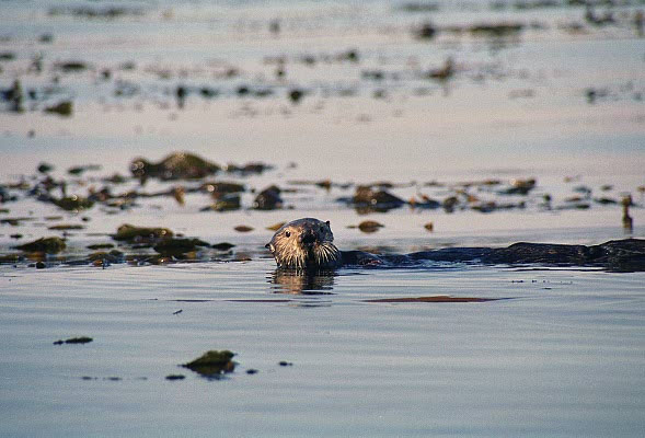 Sea otter off Cannery Row