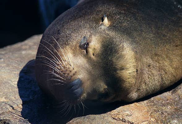 Sea Lion sleeping