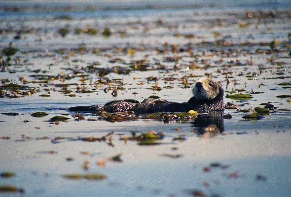 Sea otter, Monterey