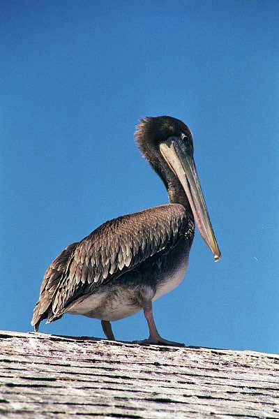 Pelican, Fisherman's Wharf