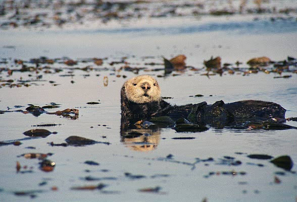 Sea Otter, Monterey