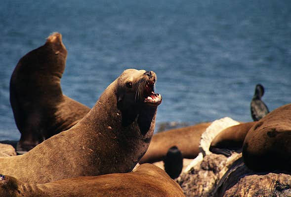 Sea Lions on the breakwater, Monterey