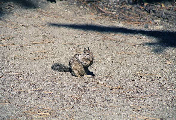Squirrel, Yosemite National Park