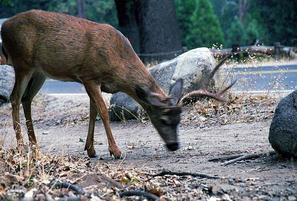 Deer, Yosemite Valley