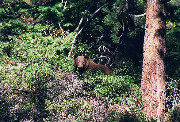 Black bear, Tioga Road, Yosemite National Park