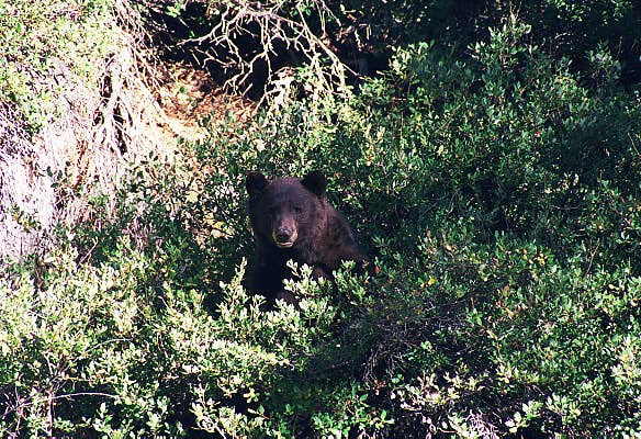 Black bear, Tioga Road, Yosemite National Park