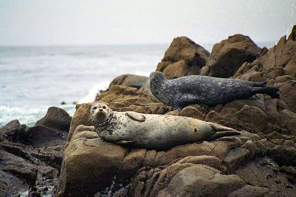 Seals at Salt Point State Park