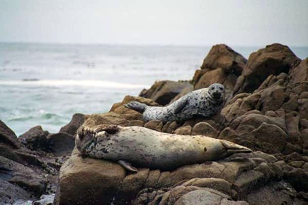 Seals at Salt Point State Park