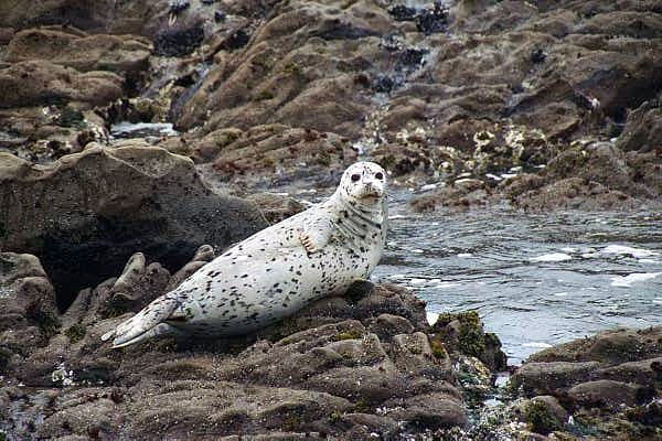 Seals are much smaller and quieter than sea lions