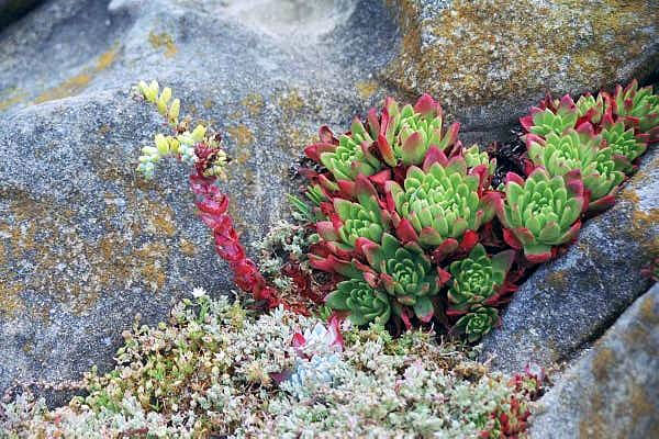 Coastal vegetation, California