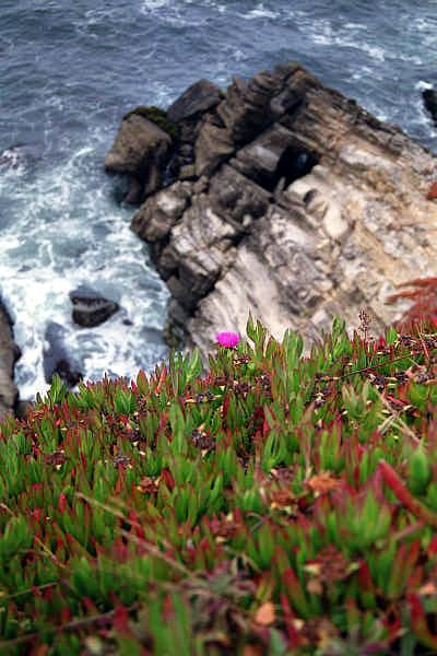Coastal vegetation, California