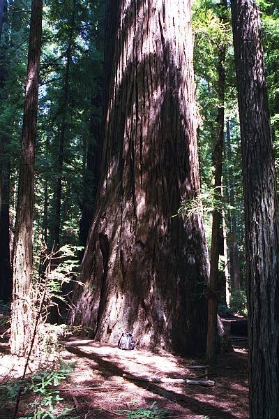 Humboldt Redwoods State Park