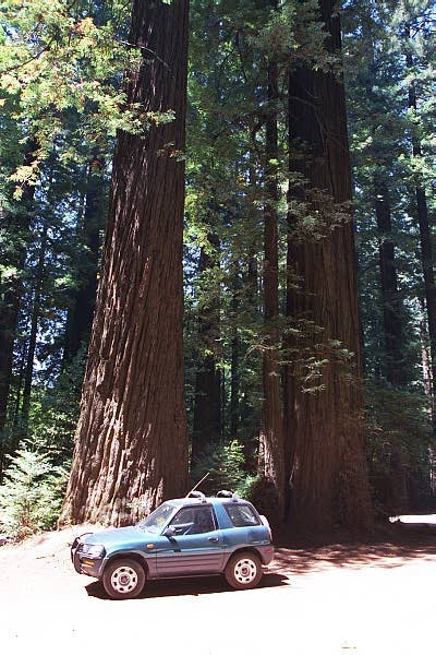 Big Trees, Small Car