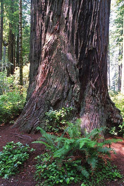 Redwood National Park