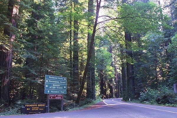 Avenue of the Giants, Humboldt Redwoods State Park