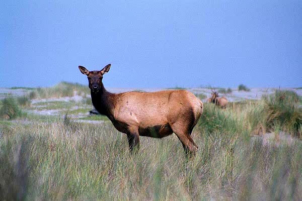 Roosevelt Elk, Gold Bluffs Beach, Redwood National Park