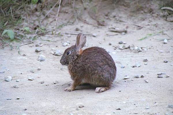 A wee wittle wabbit, Redwood National Park