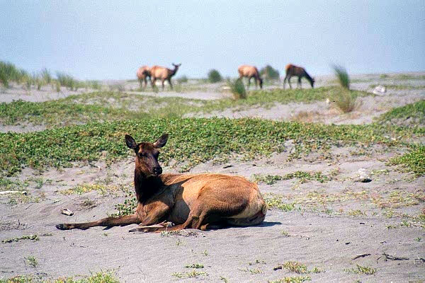 Elk lazing on the beach