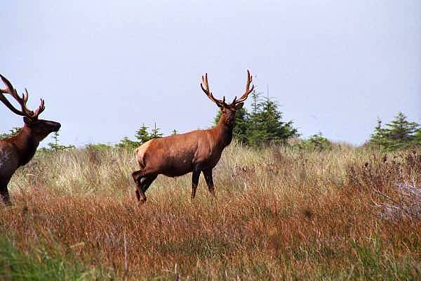 Roosevelt Elk, Gold Bluffs Beach, Redwood National Park