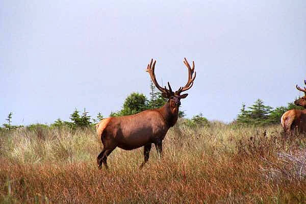 Roosevelt Elk, Gold Bluffs Beach, Redwood National Park