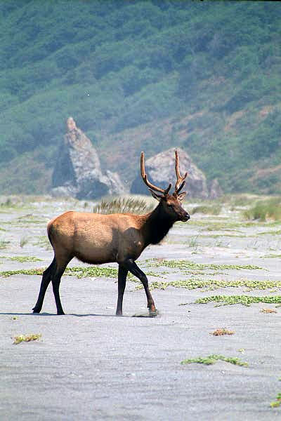 Elk, Redwood National Park