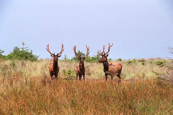 3 big elk bucks, Redwood National Park