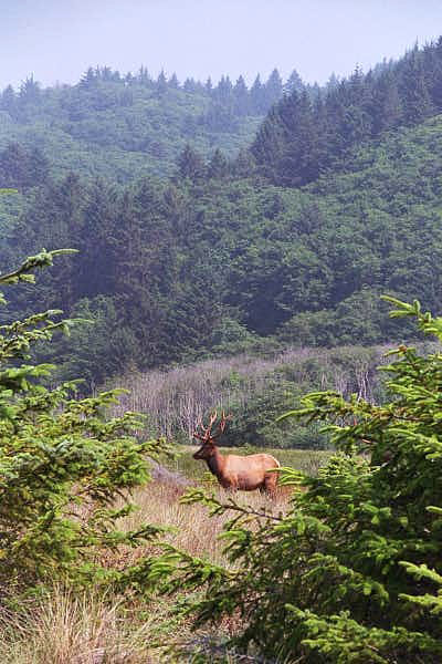 Redwood National Park