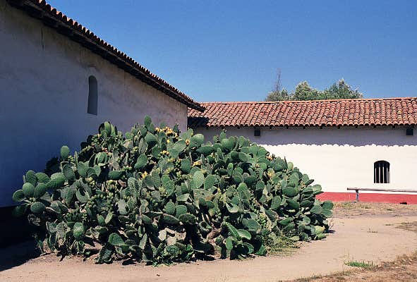 Giant prickly pear cactus, La Purisma