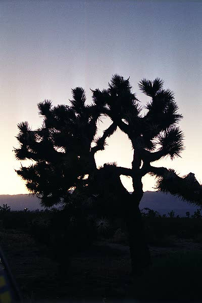 Joshua Tree