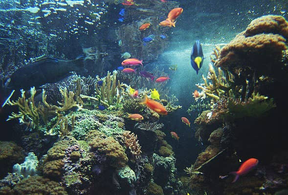 National Aquarium, Baltimore, Maryland