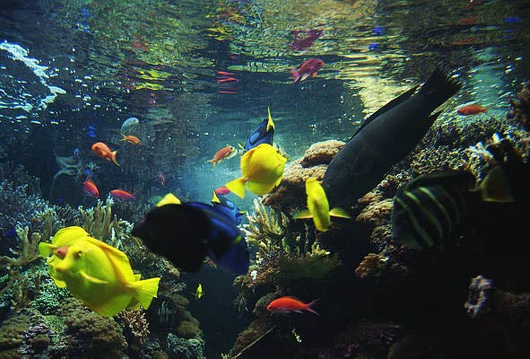National Aquarium, Baltimore, Maryland