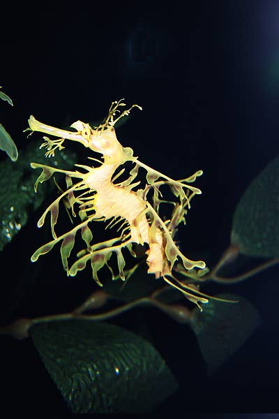 Leafy Seadragon (Phycodurus eques) Australia