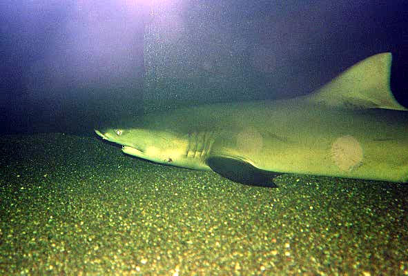 Shark, National Aquarium, Baltimore, Maryland