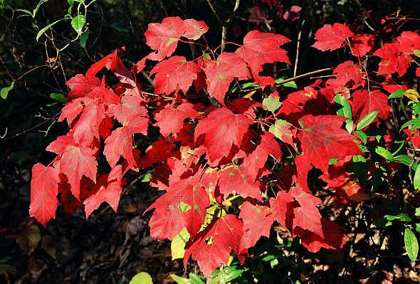 Fall foliage, Gunpowder River