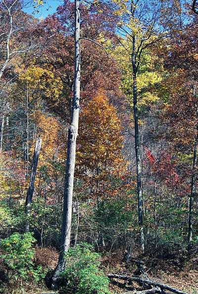 Gunpowder Falls State Park