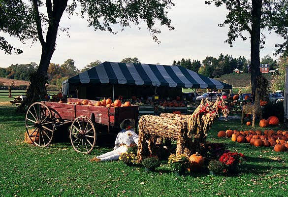 Pumpkins getting ready for Halloween, Maryland