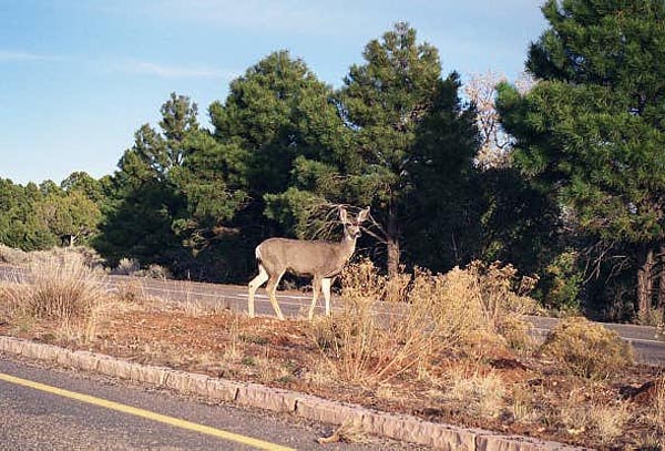 Deer on the South Rim