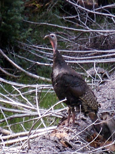 Wild Turkey, North Rim