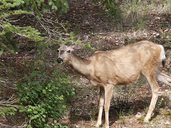 Deer, North Rim