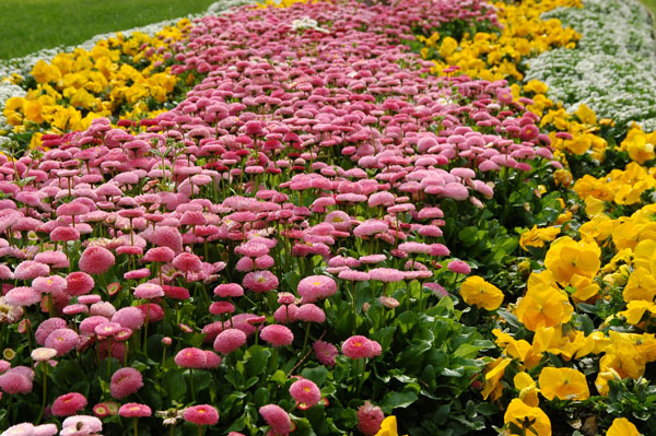 Spring flowers near Parliament