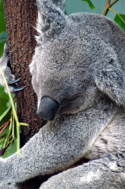 Koala in the normal sleeping position