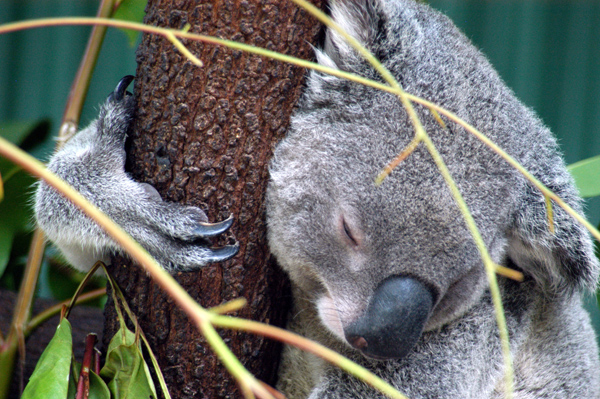 Koala, Rain Forest Habitat, Port Douglas